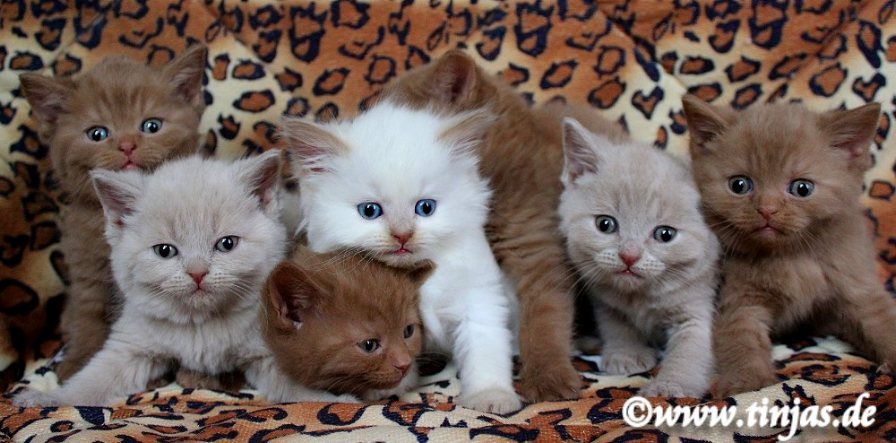 Britisch Kurzhaar Katzenbabys in cinnamon und fawn